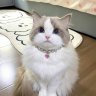 Kitty